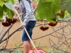 Jacqueline Martinez rakes a layer of mulch at the Spring 2016 Arboretum Beautification Day on April 30. Martinez heard about this event in her biology class as an extra credit opportunity. Michaela Sanderson/The Telescope