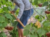 Jacqueline Martinez rakes a layer of mulch at the Spring 2016 Arboretum Beautification Day on April 30. Martinez heard about this event in her biology class as an extra credit opportunity. Michaela Sanderson/The Telescope