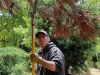 Tony Rangel, President of the Friends of Palomar College Arboretum, trims off the dead parts of a pine tree at the Spring 2016 Arboretum Beautification Day on April 30. Michaela Sanderson/The Telescope