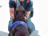 Palomar student Luke Maxwell kneels outside of Love on a Leash's canopy petting Tater, a pet therapy dog used to help relievate the petters stress. This was just a part of Palomar College's Career Day held at the Student Union on April 27. Tracy Grassel/The Telescope