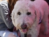 Love on a leash brings Buck the service dog to promote pets provide therapy foundation April 27, Johnny Jones/the telescope