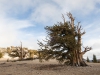 Ancient Bristlecone Pine Forest. Yvette Monteleone / The Telescope