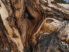 Ancient Bristlecone Pine Forest. Yvette Monteleone / The Telescope