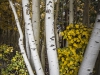 Aspen tree at Bishop Creek. Photo by Niko Holt