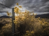 Rabbit Bush in Owens Valley. Photo by Niko Holt