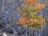 Fall colors at Rock Creek. Photo by Terry Ogden