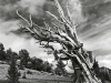 Patriarch Grove at the Ancient Bristlecone Pine Forest. Photo by Terry Ogden