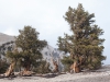 Ancient Bristlecone Pine Forest. Yvette Monteleone / The Telescope