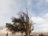 Bristlecone Pine Forest. Yvette Monteleone/The Telescope