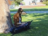 October 31, 2013 | Sarah Broberg dresses as an aviator fairy catches up on some computer work on the Student Union lawn on Halloween. • Niko Holt /Telescope