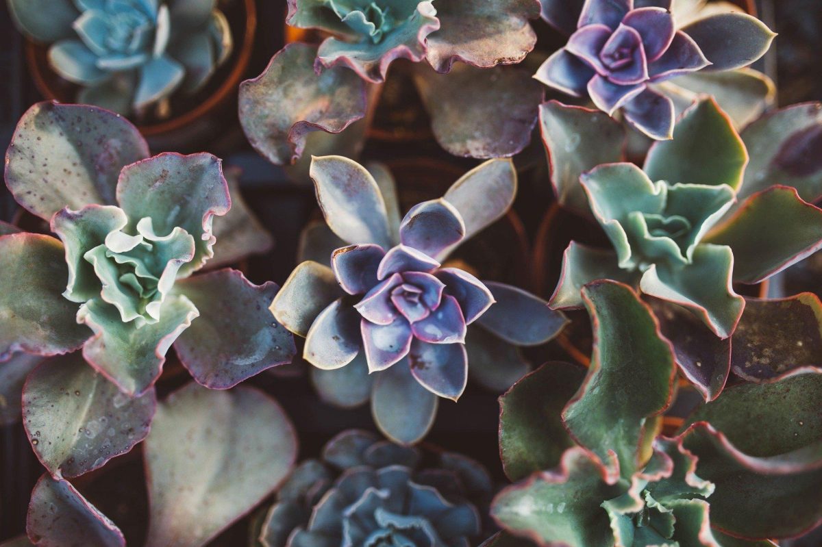 succulent plants