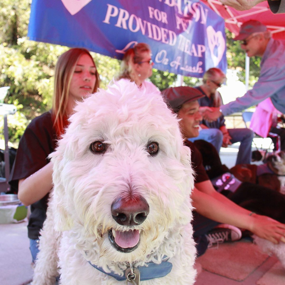 Caleb enjoys being pet by Palomar Student Meeko Moore, while hanging out at the student union quad on March 23. Palomar’s Active Minds Club held an event known as Love on a Leash, a program dedicated for people to release stress with the help of their furry little love ones. (Yolanda Granados/The Telescope)