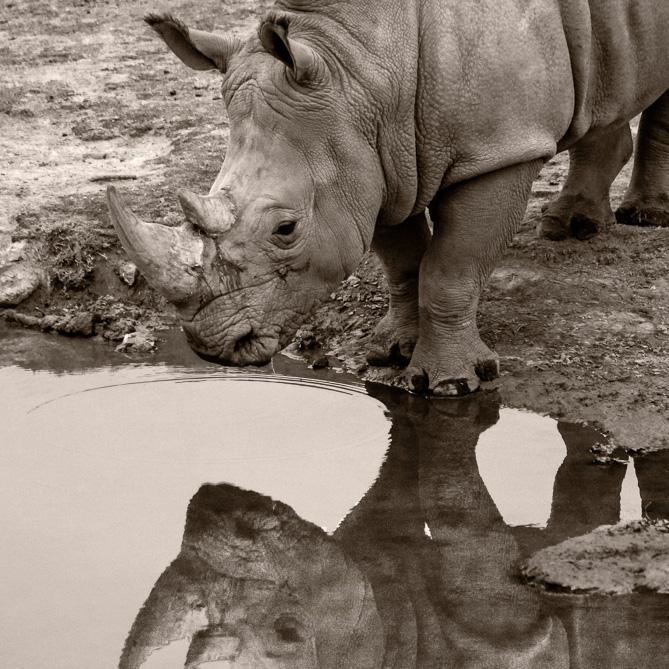 A multimedia video on the Northern White Rhino.  Images from the San Diego Zoo Safari Park.  Narration by Jeanne Kinsler the Photo Caravan Tour Guide and a former student at Palomar College.  Filmed and edited by Philip Farry/The Telescope.