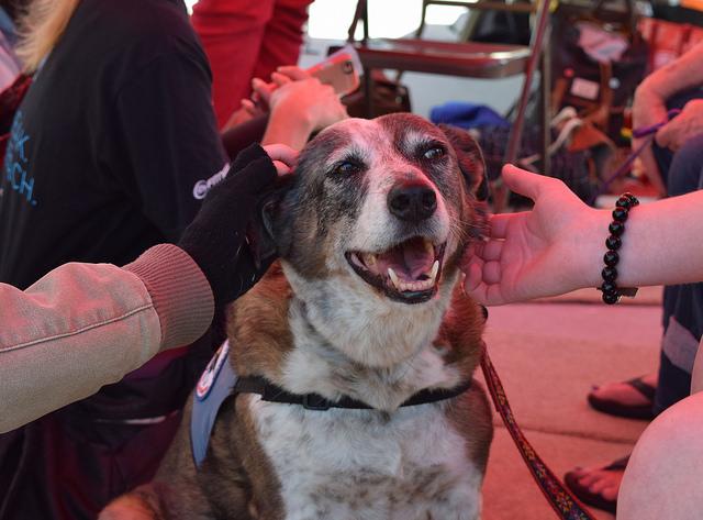 Students pet Koshi, a Love on a Leash therapy dog, at the PTSD awareness event Nov. 2, 2015 in the Student Union. (Michelle Wilkinson/The Telescope)