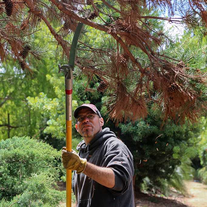 Tony Rangel, President of the Friends of Palomar College Arboretum, trims off the dead parts of a pine tree at the Spring 2016 Arboretum Beautification Day on April 30, 2016. (Michaela Sanderson/The Telescope)