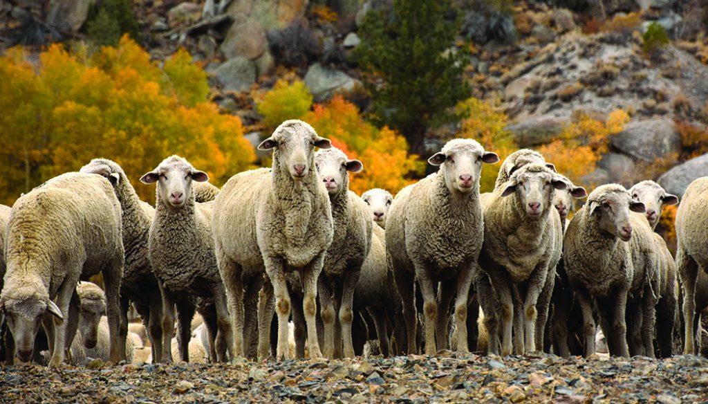 Curious Sheep by Todd Myers