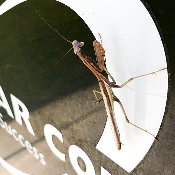 A praying mantis enjoys the sunlight on the side of a Palomar trash can on the afternoon of Oct. 3, 2017. (Alissa Papach/The Telescope)