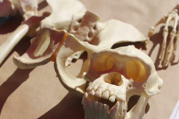 Skull casts on display during Anthropology Days on Oct. 30. (Ana Acosta/The Telescope)