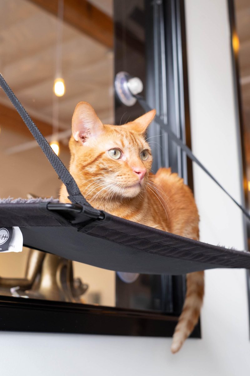 cat lounges along window cat and craft cafe