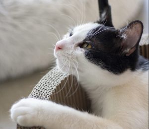 black and white cat gazing up