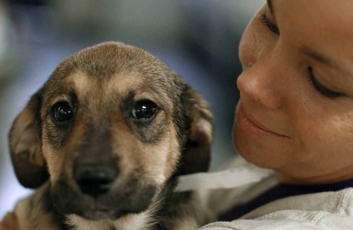 A woman holds a light brown puppy, waiting to be immunized.