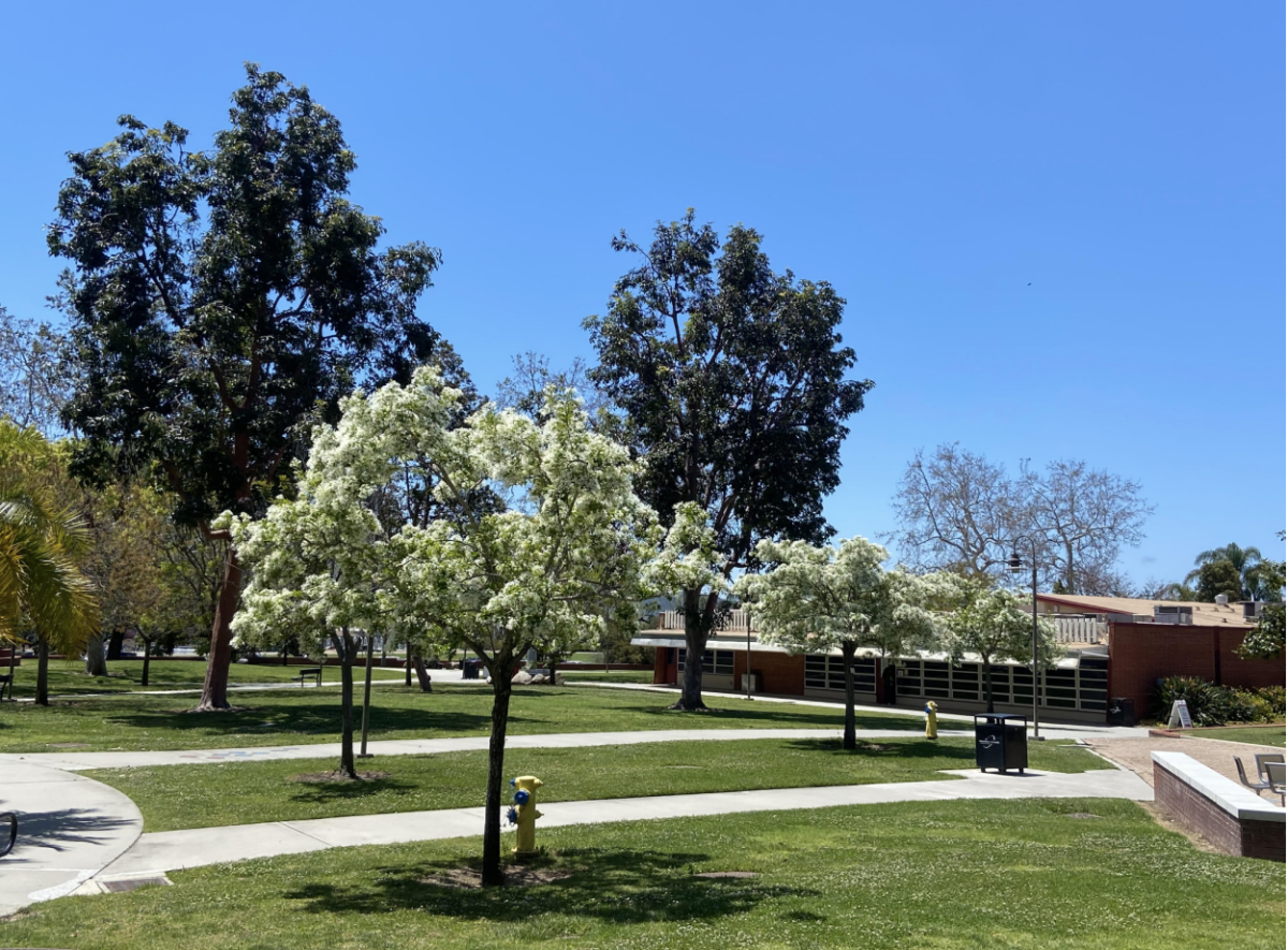 Palomar College campus on a sunny day with green lawn and trees with two walkways dividing the lawn.