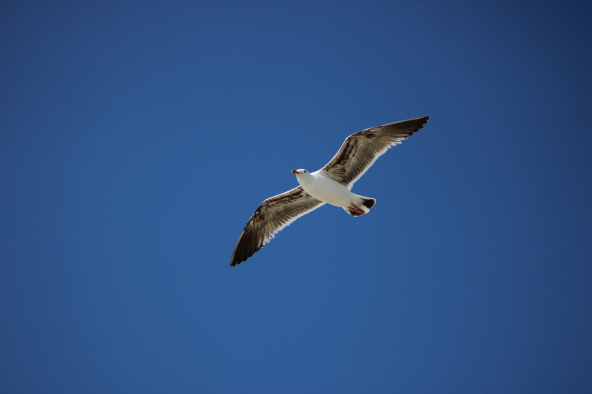 A photo of a seagull flying above the Oceanside Pier on Saturday, April 19, 2025. Seagulls can mistake trash for food, which is harmful to them. 